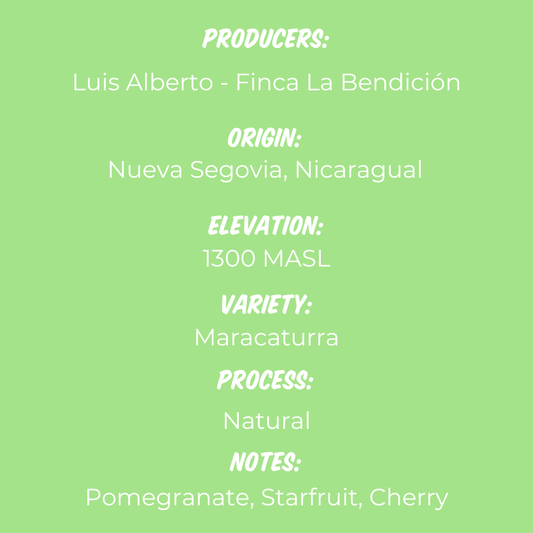 Finca La Benedición - Maracaturra Natural