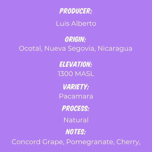 Finca La Benedición - Pacamara Natural