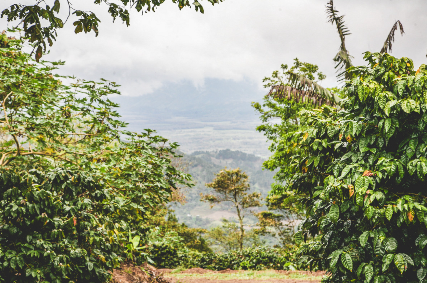 Finca La Benedición - Pacamara Natural