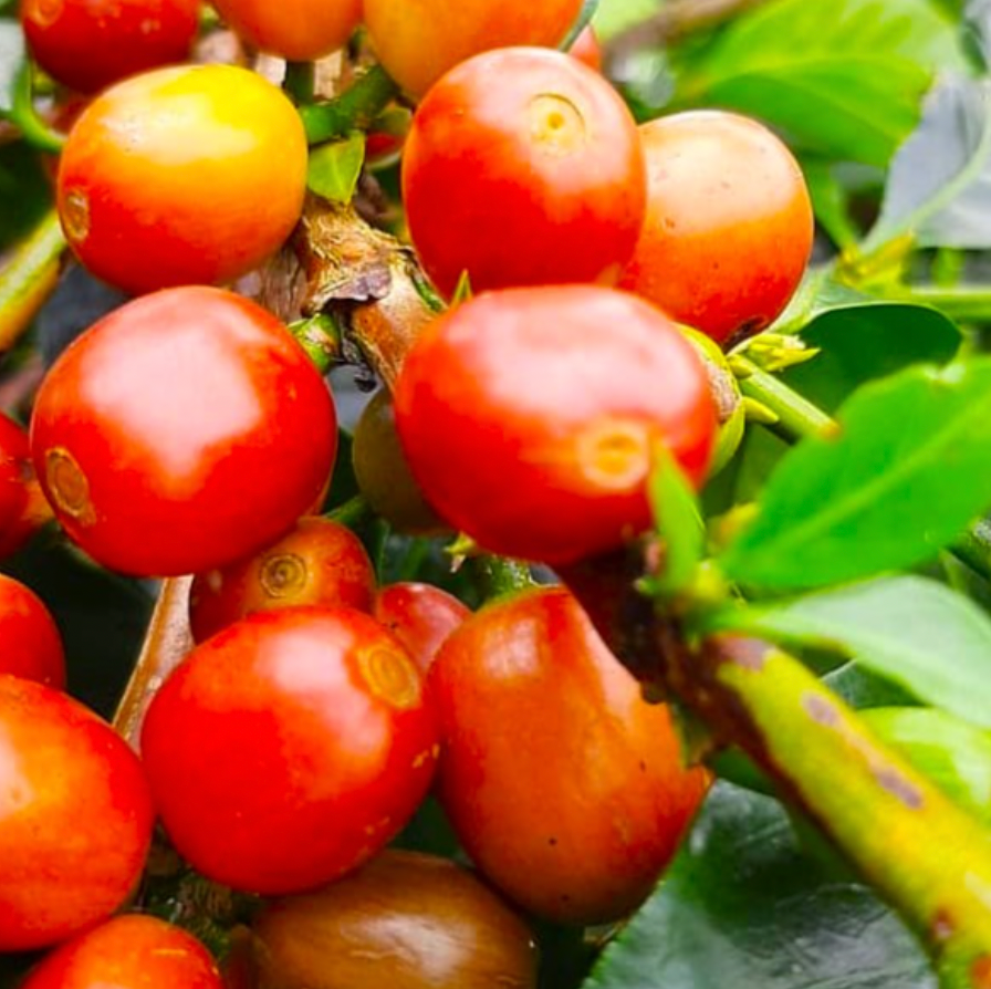 Juliana Guevara - Chiroso (Year 2)