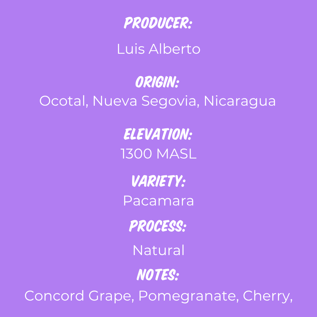 Finca La Benedición - Pacamara Natural