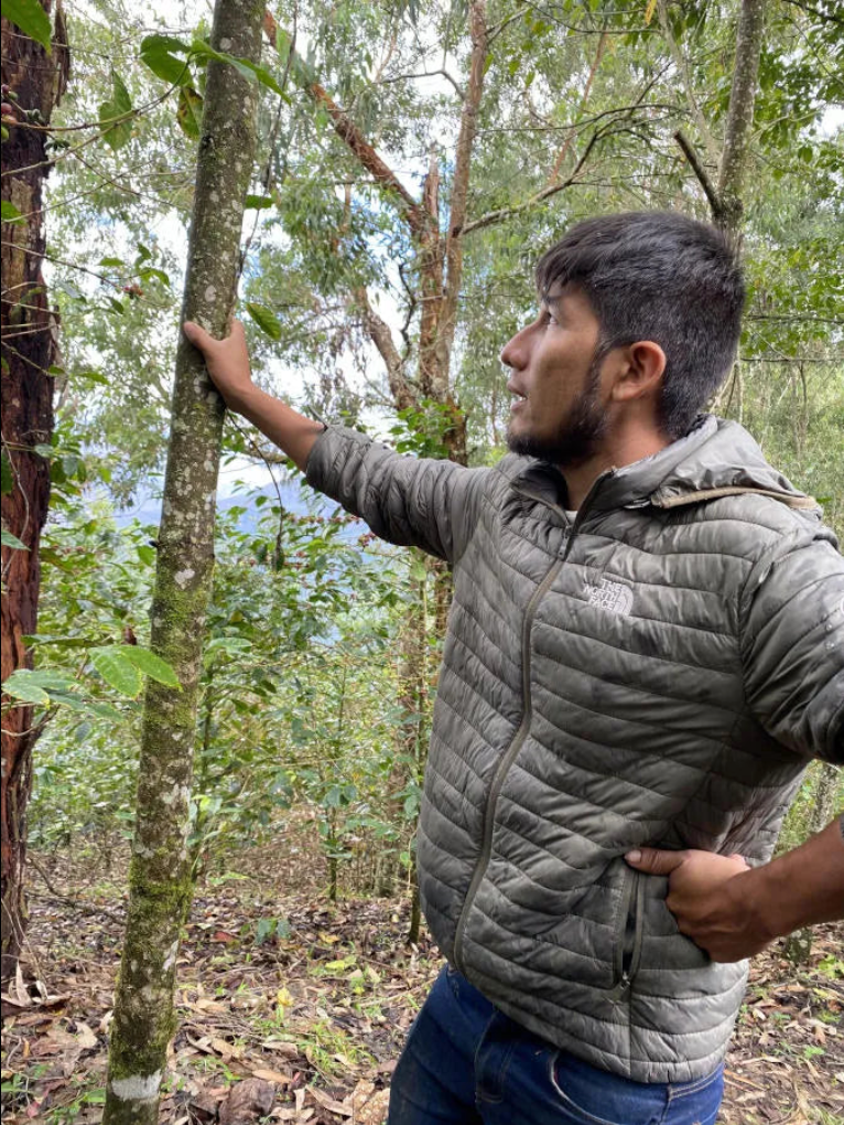 Germán Carranza - Gesha – Enjoy Coffee Roasters