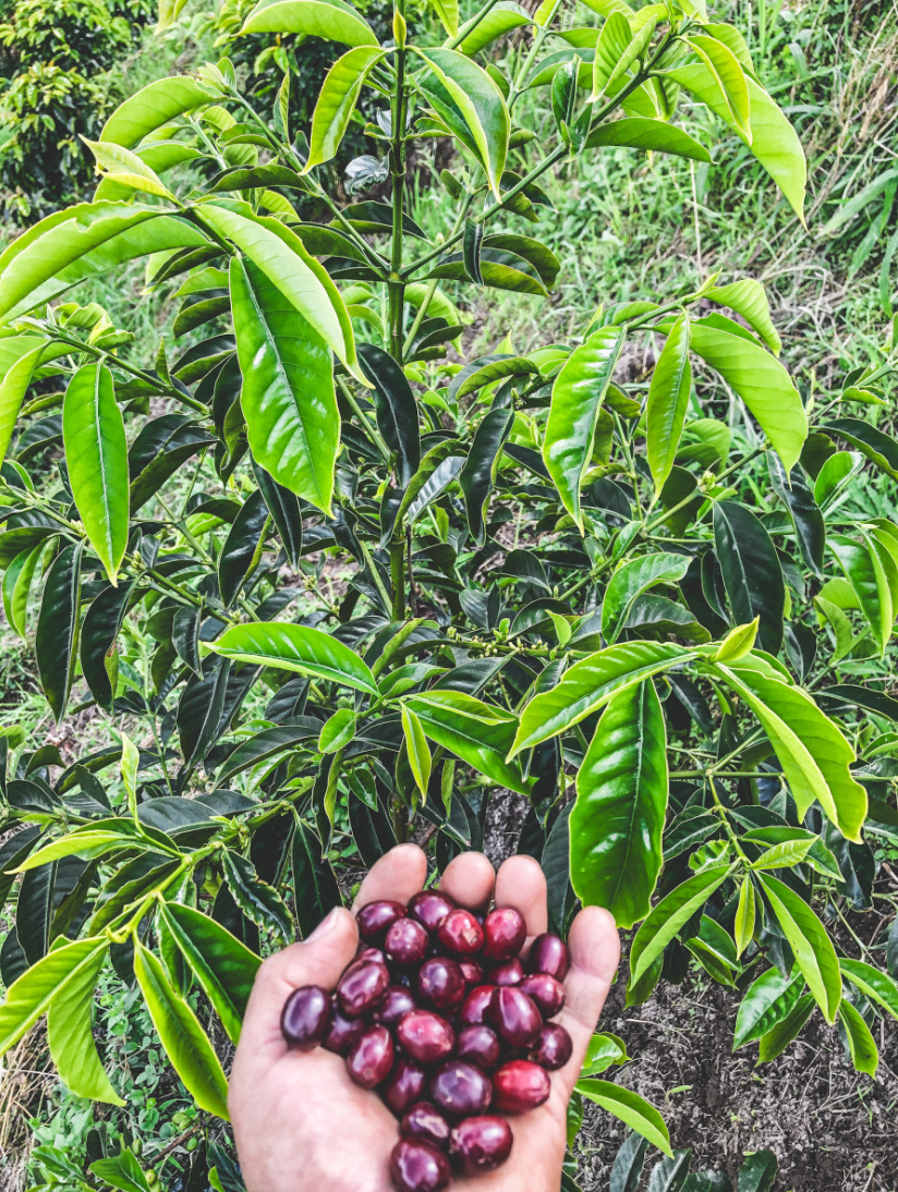 Finca La Pradera