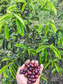Finca La Pradera
